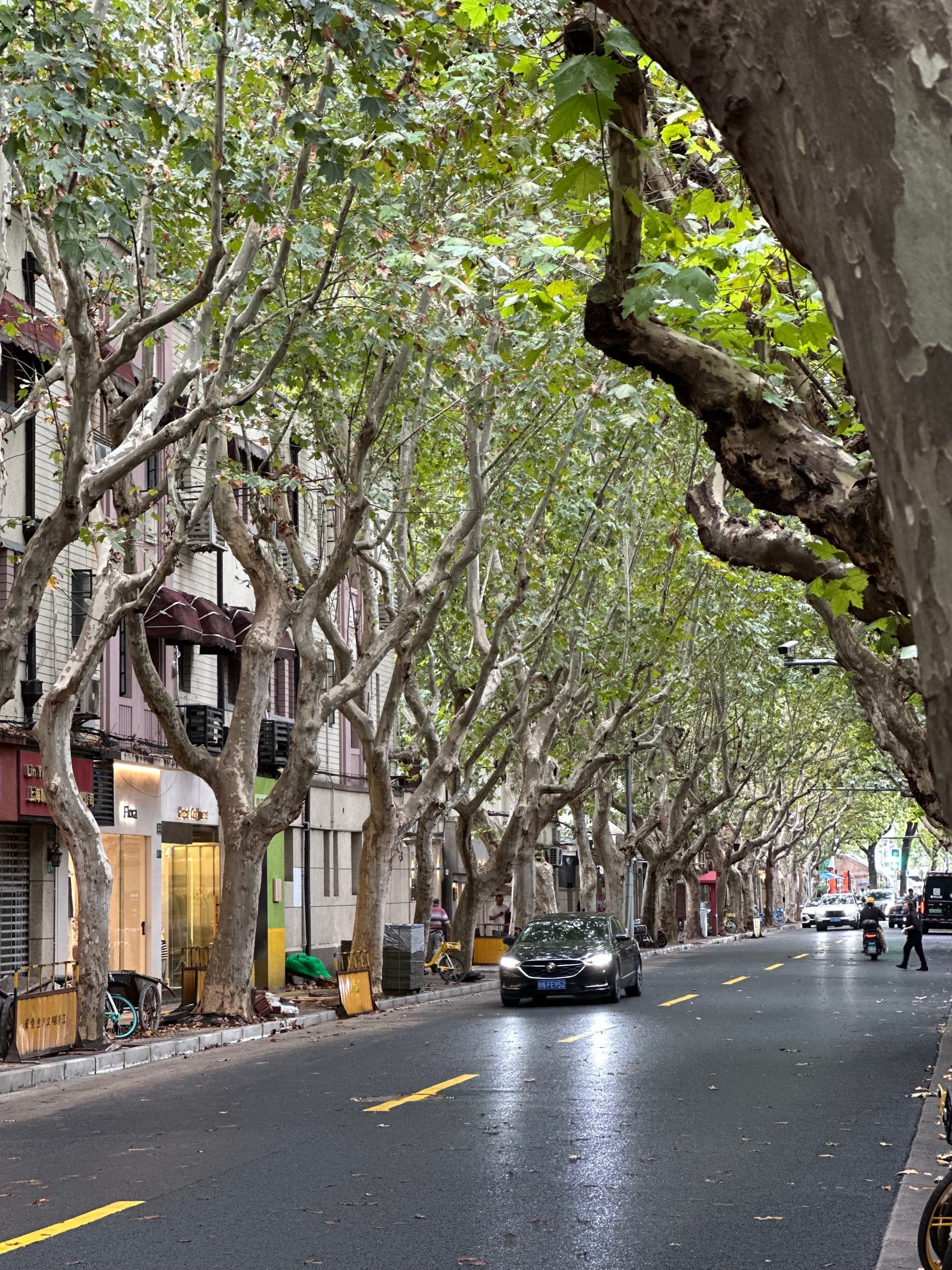 Avenue de l'ancienne concession française à Shanghai, platanes alignés, immeubles bas, ambiance européenne