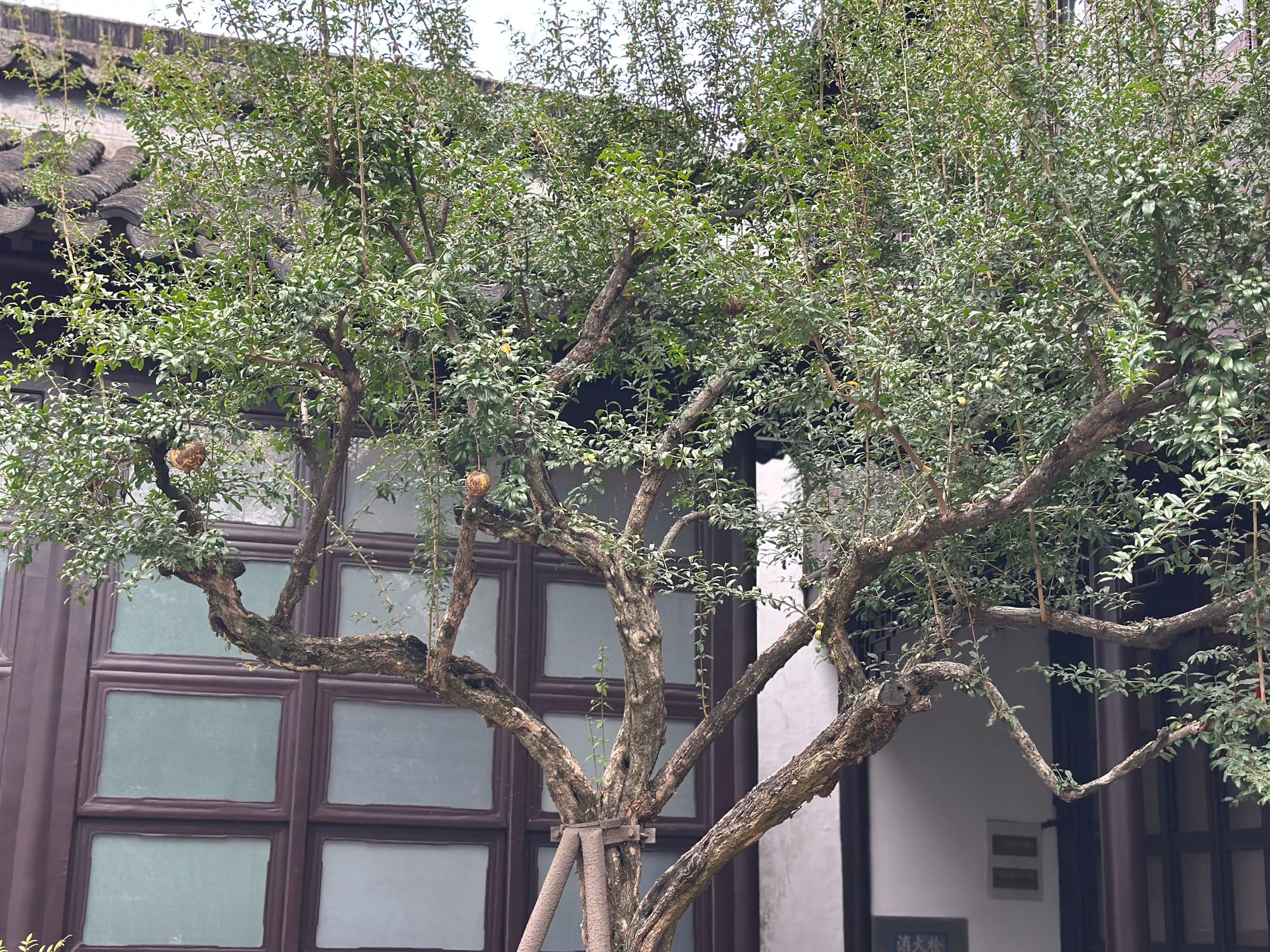 Arbre taillé aux branches noueuses devant les portes à panneaux d'un pavillon du jardin de l'Humble Administrateur à Suzhou