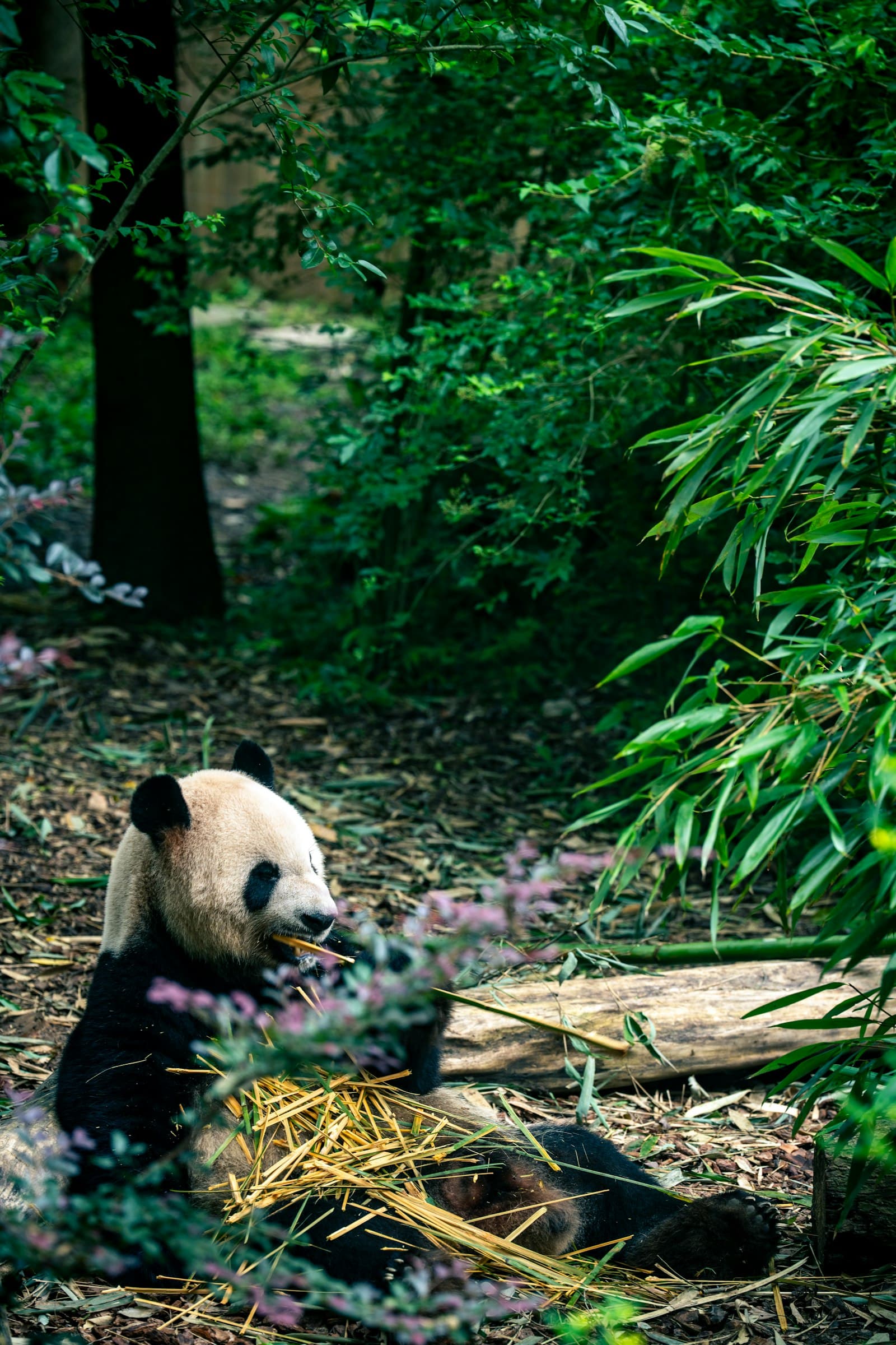 Panda géant assis mangeant une pousse de bambou dans un sous-bois vert à la base de recherche de Chengdu