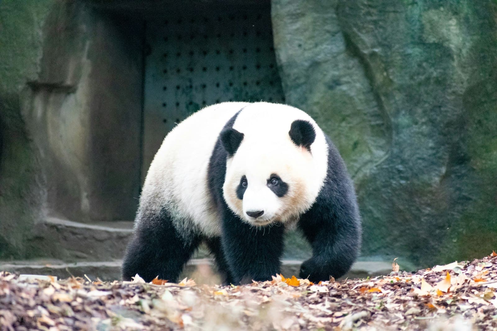 Panda géant marchant devant son enclos de béton à la base de recherche de Chengdu, sol couvert de feuilles mortes