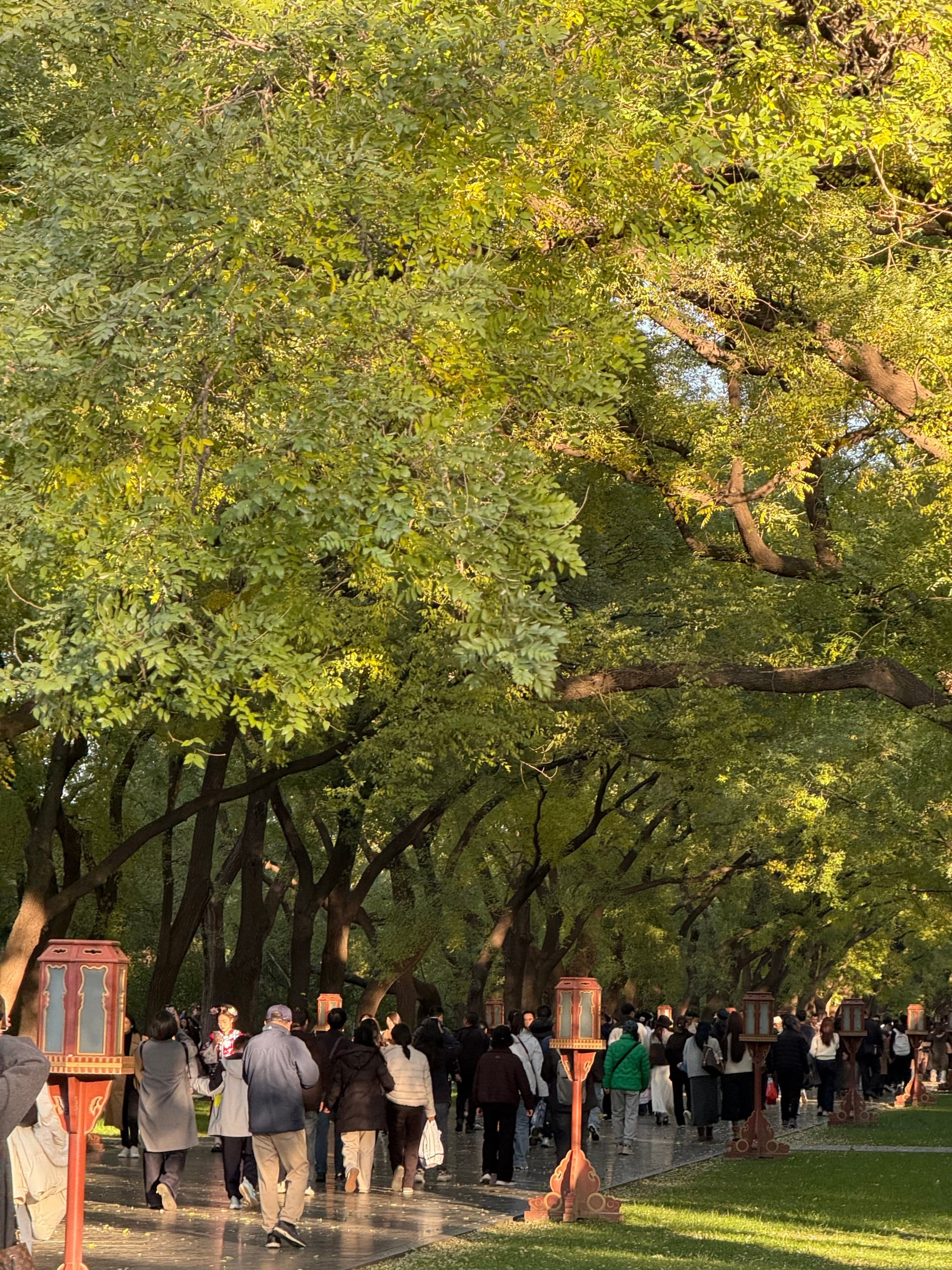 Allée bordée de vieux arbres dans le parc du Temple du Ciel à Pékin, promeneurs en manteaux d'automne sur le pavé humide, lanternes rouges le long du chemin et pelouse verte de part et d'autre