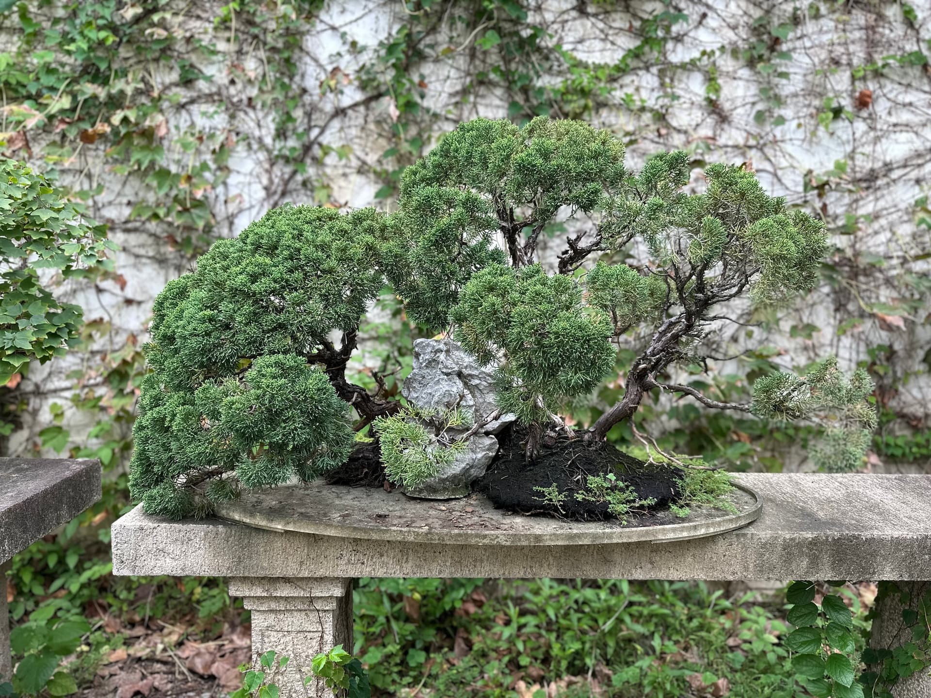 Jardin chinois classique de Suzhou avec pavillon traditionnel, étang aux nénuphars, végétation soignée