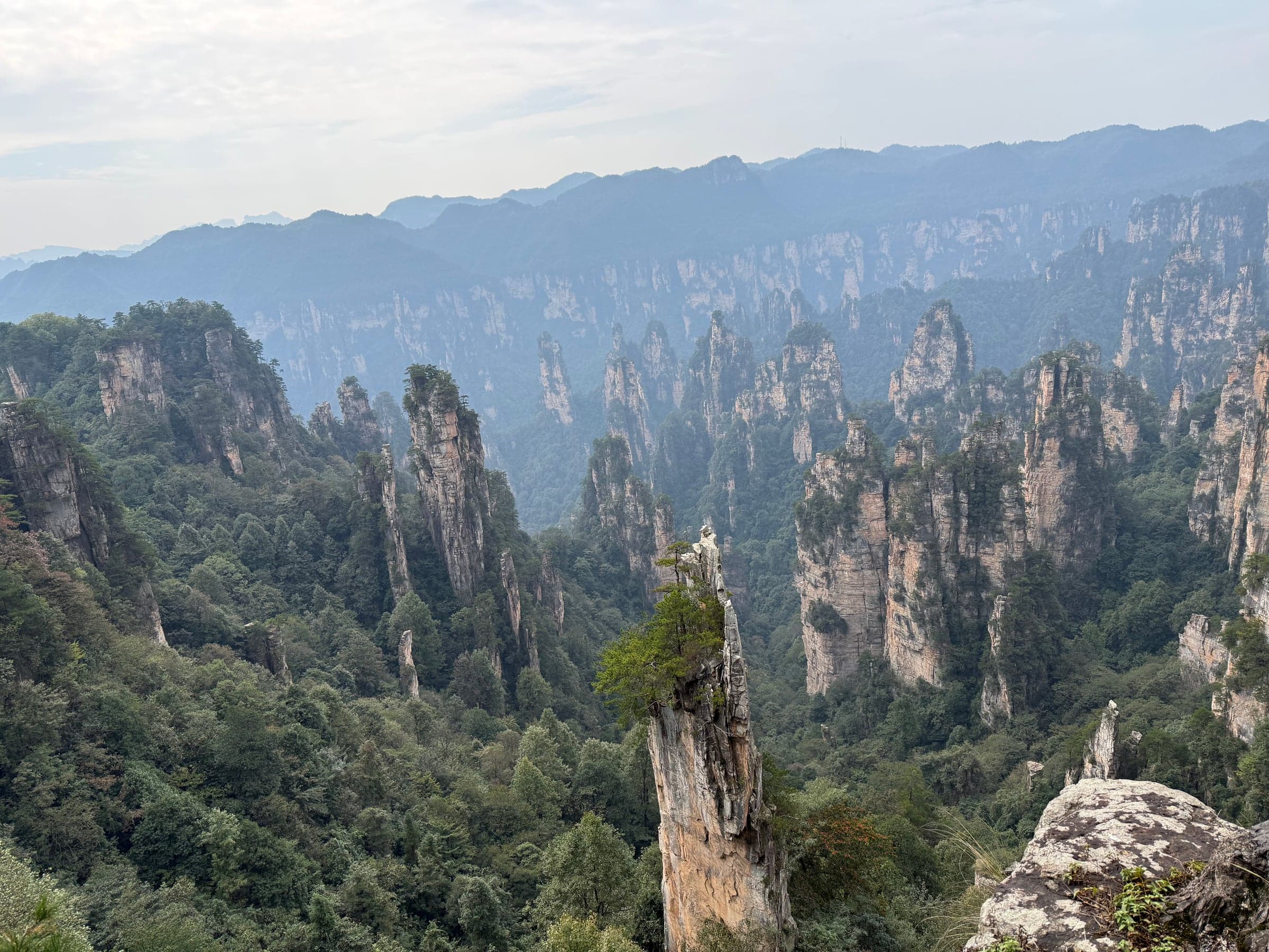 Forêt de piliers de grès de Wulingyuan à Zhangjiajie, sommets couverts de pins émergeant d'une vallée boisée sous un ciel voilé