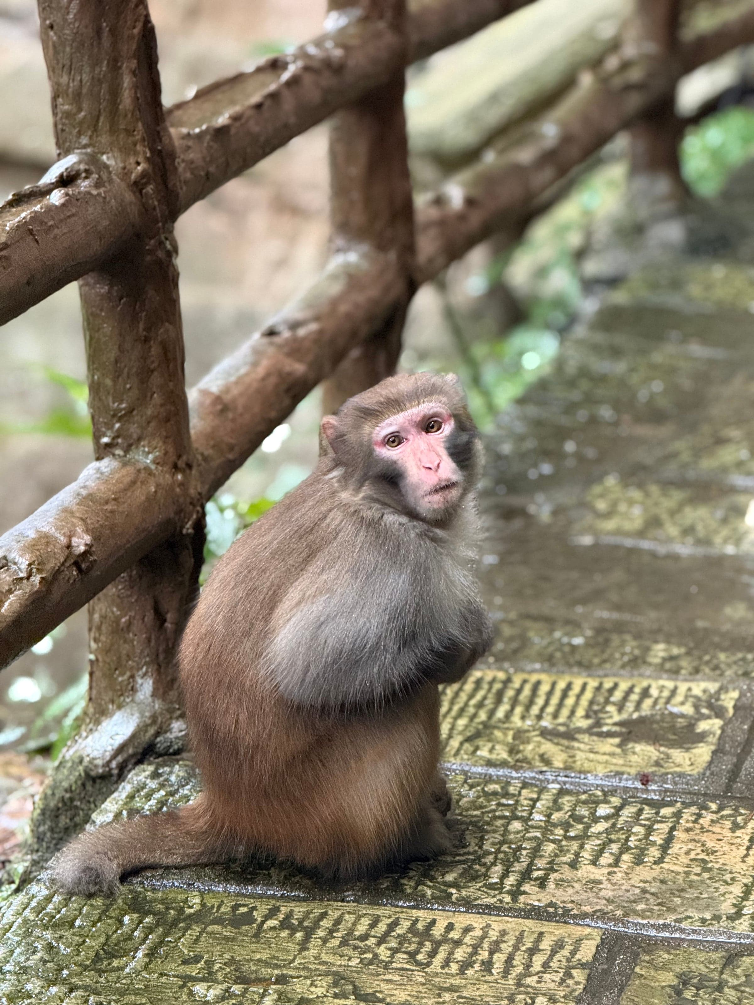 Macaque adulte assis sur un sentier pavé mouillé le long d'une barrière de bois, pelage brun clair et face rose