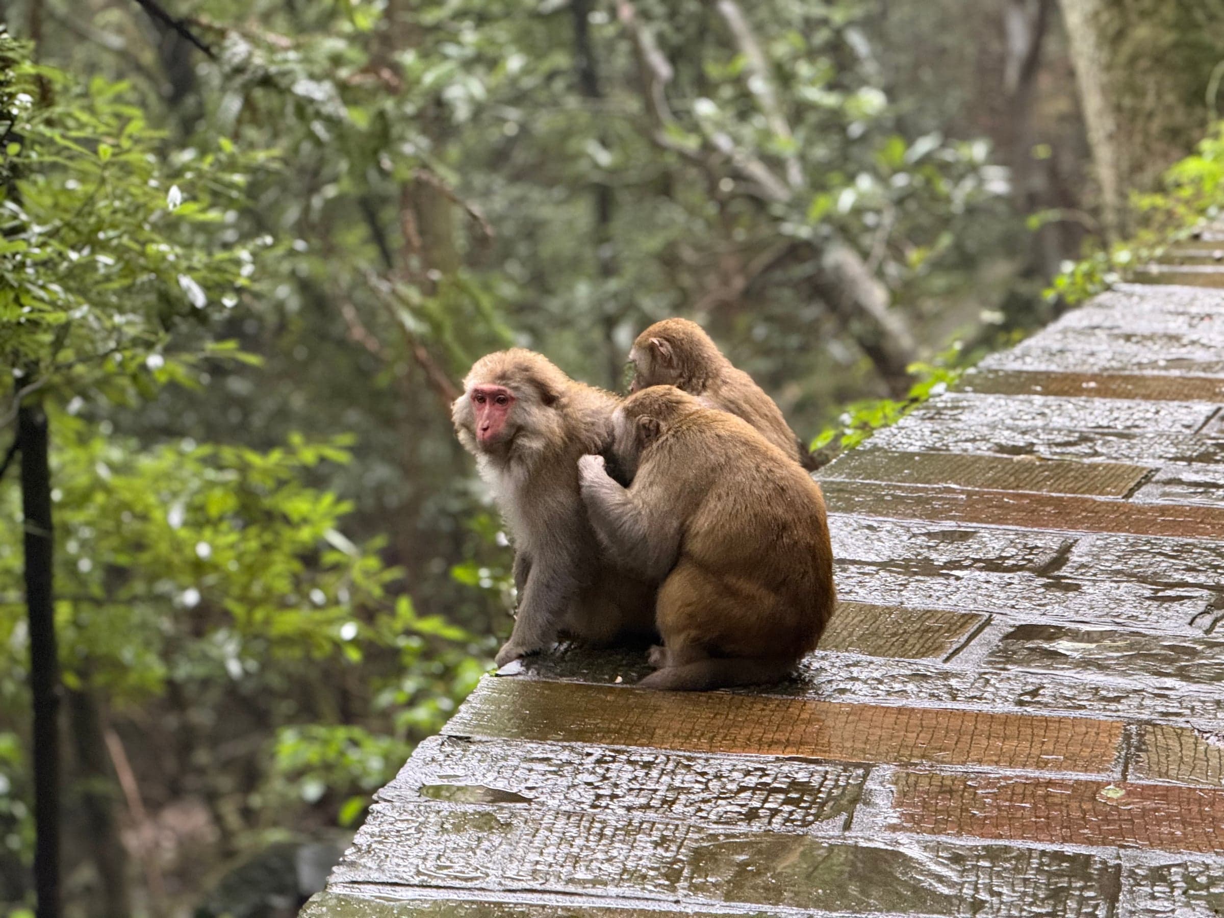 Deux macaques adultes assis l'un derrière l'autre sur un parapet de pierre mouillé bordant un sentier, végétation à l'arrière-plan