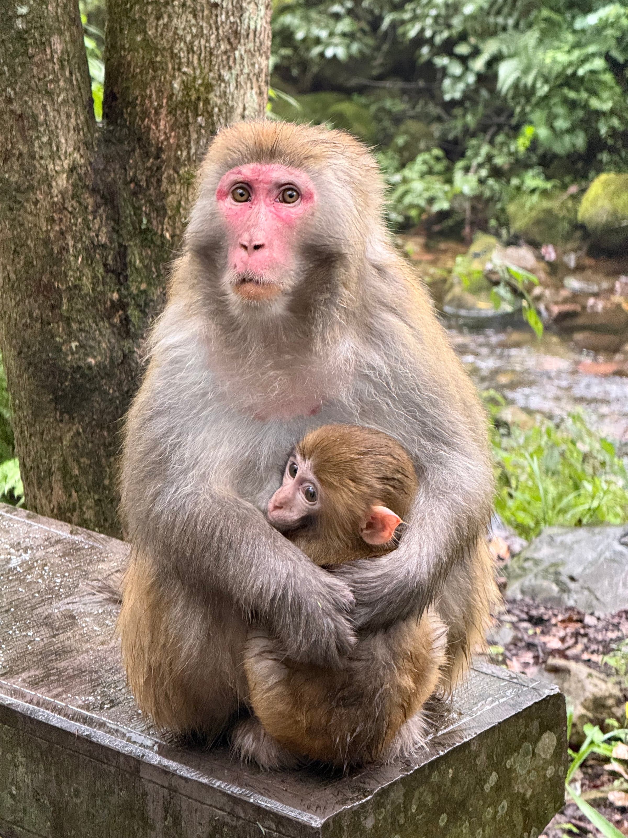Macaque adulte au visage rose serrant son petit dans ses bras, assis sur un muret en bordure de forêt
