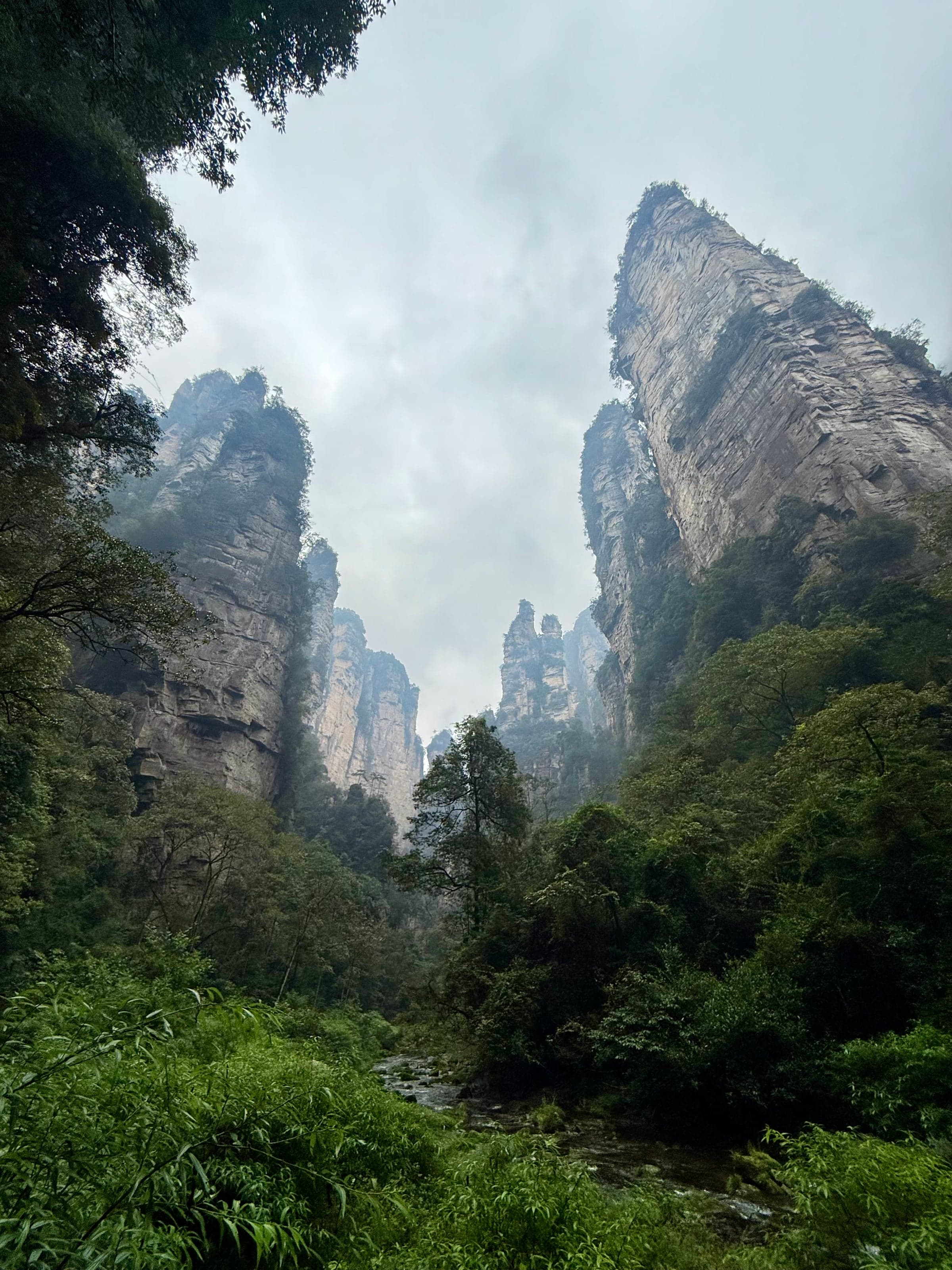 Torrent coulant au fond d'une vallée de Wulingyuan entre de hautes parois de grès qui montent dans la brume, végétation dense sur les berges