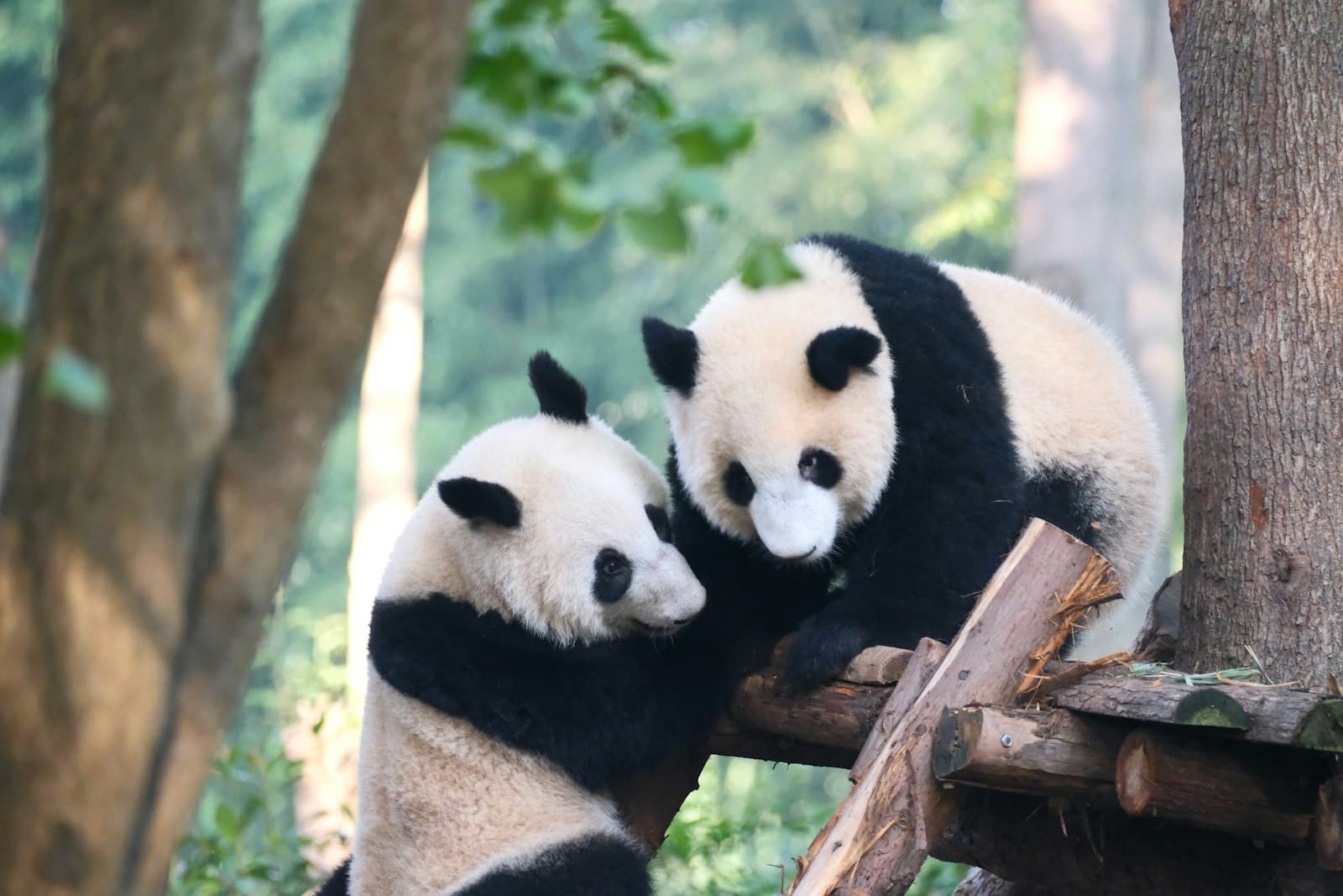 Deux jeunes pandas géants qui chahutent sur une plateforme en bois dans un enclos boisé