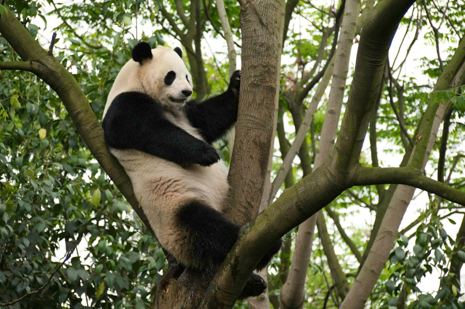 Panda géant perché dans la fourche d'un arbre au feuillage vert, à la base de recherche de Chengdu