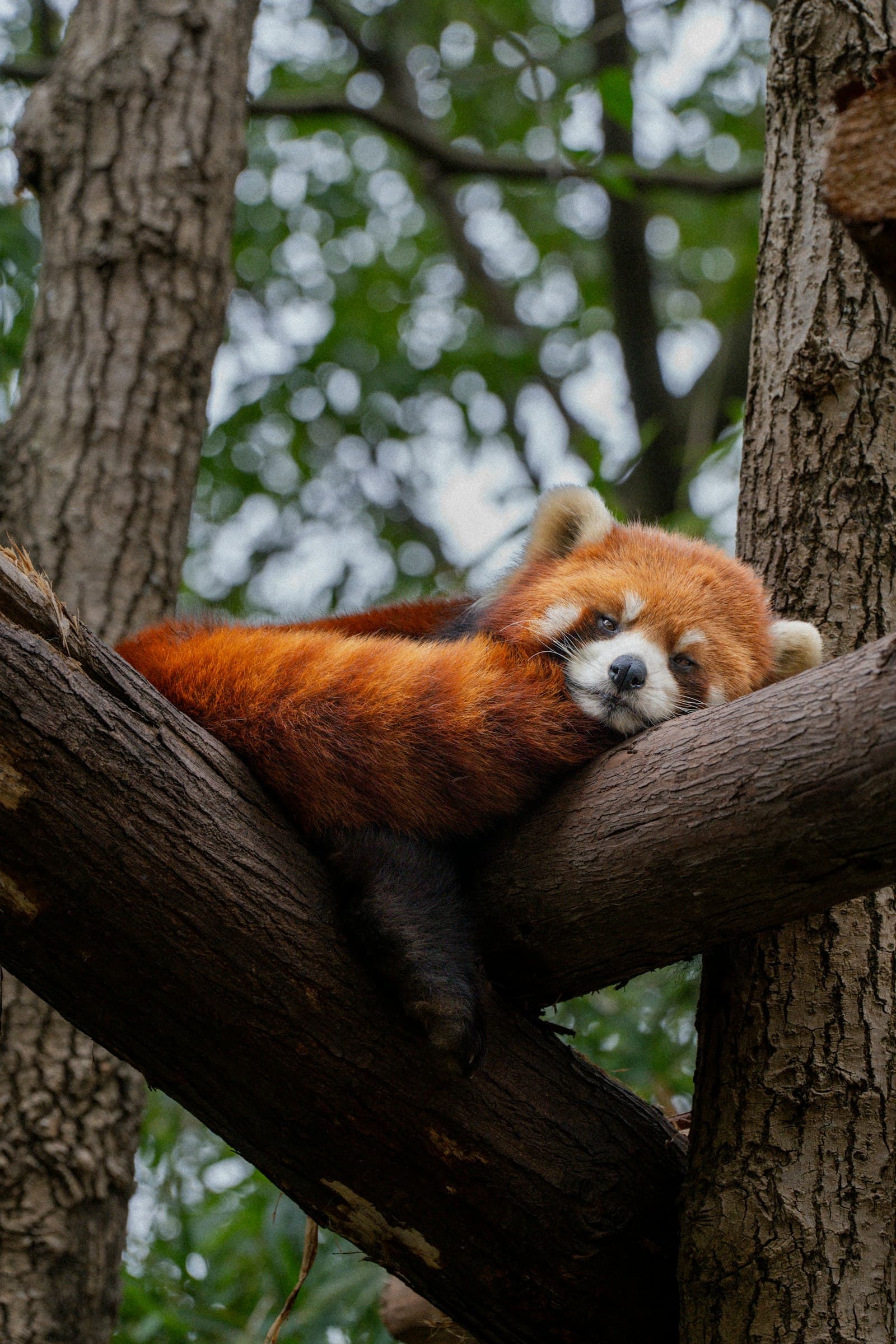 Panda roux endormi allongé sur une grosse branche d'arbre, pattes pendantes
