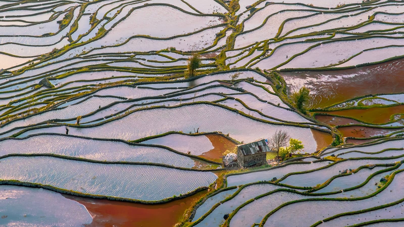 Rizières en terrasses de Yuanyang remplies d'eau reflétant le ciel rose du couchant, diguettes herbeuses dessinant des courbes, une maison de pierre isolée au milieu des bassins