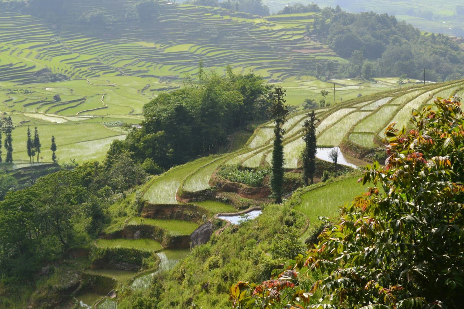 Rizières en terrasses verdoyantes du Yunnan sur des collines, certaines parcelles remplies d'eau réfléchissant le ciel, arbres et brume légère en arrière-plan