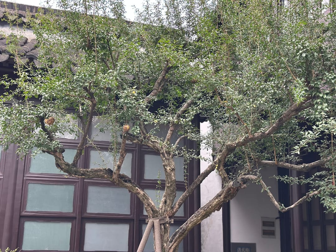 Arbre taillé aux branches noueuses devant les portes à panneaux d'un pavillon du jardin de l'Humble Administrateur à Suzhou