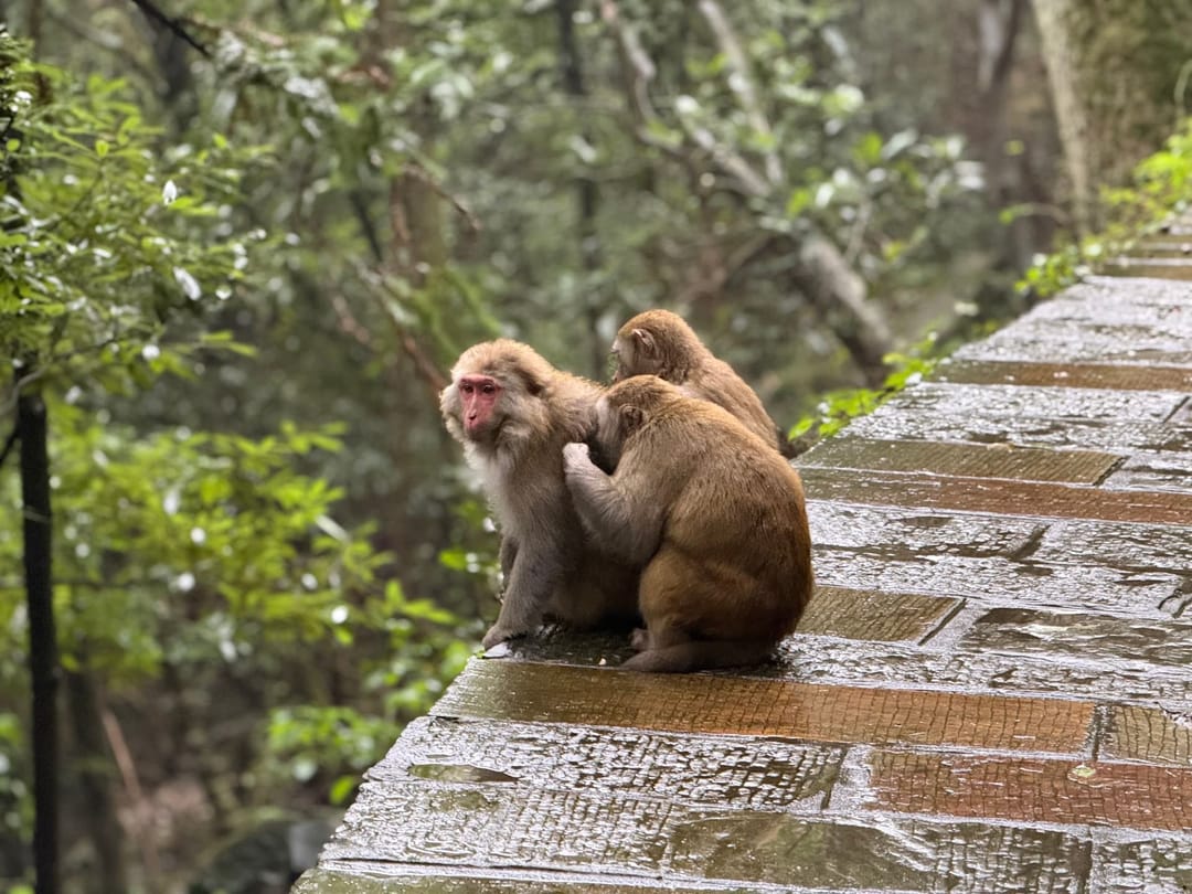 Deux macaques adultes assis l'un derrière l'autre sur un parapet de pierre mouillé bordant un sentier, végétation à l'arrière-plan