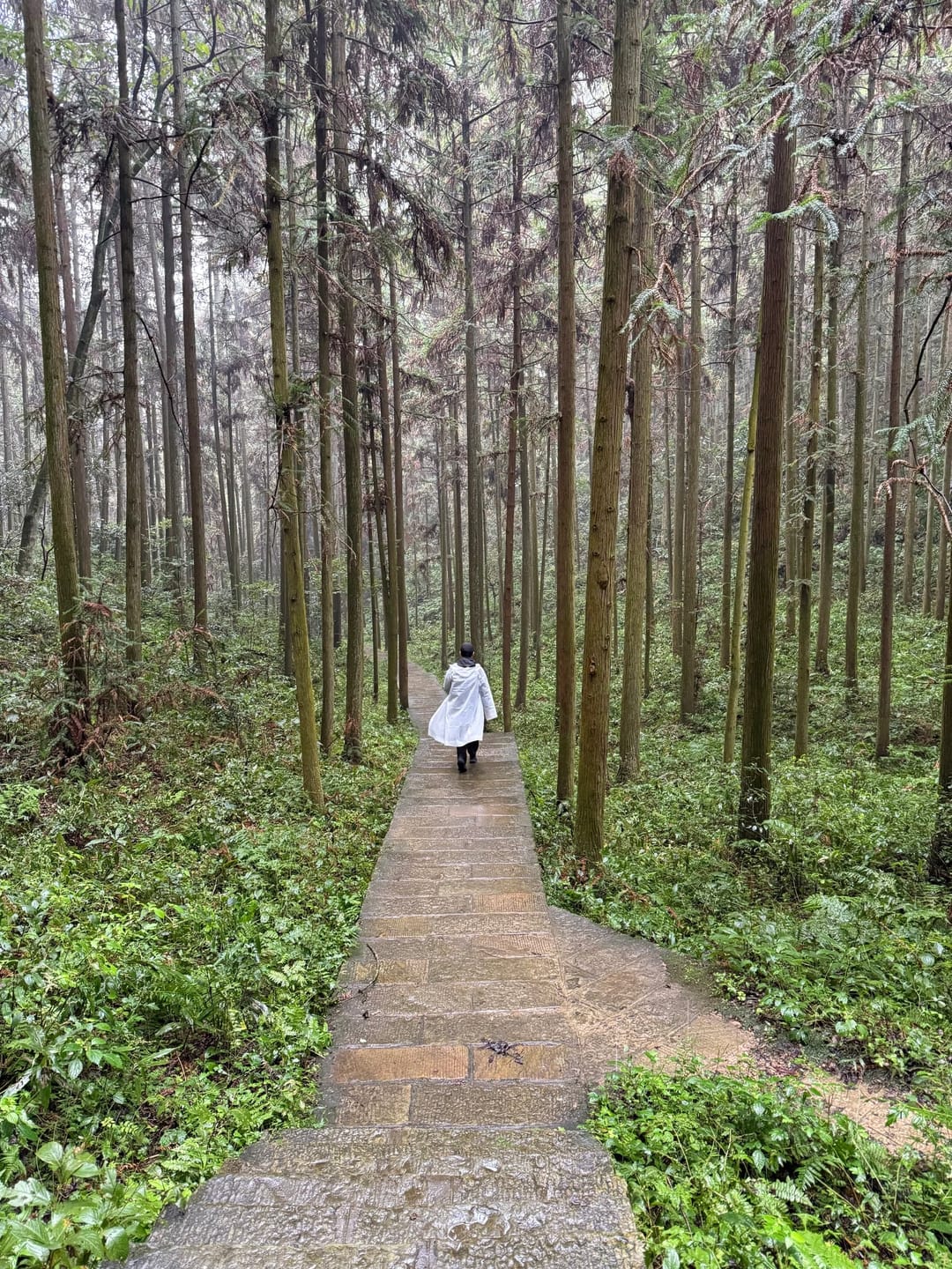 Allée pavée traversant une plantation de conifères très hauts et serrés, une personne en imperméable blanc marchant au loin, sol mouillé et sous-bois vert