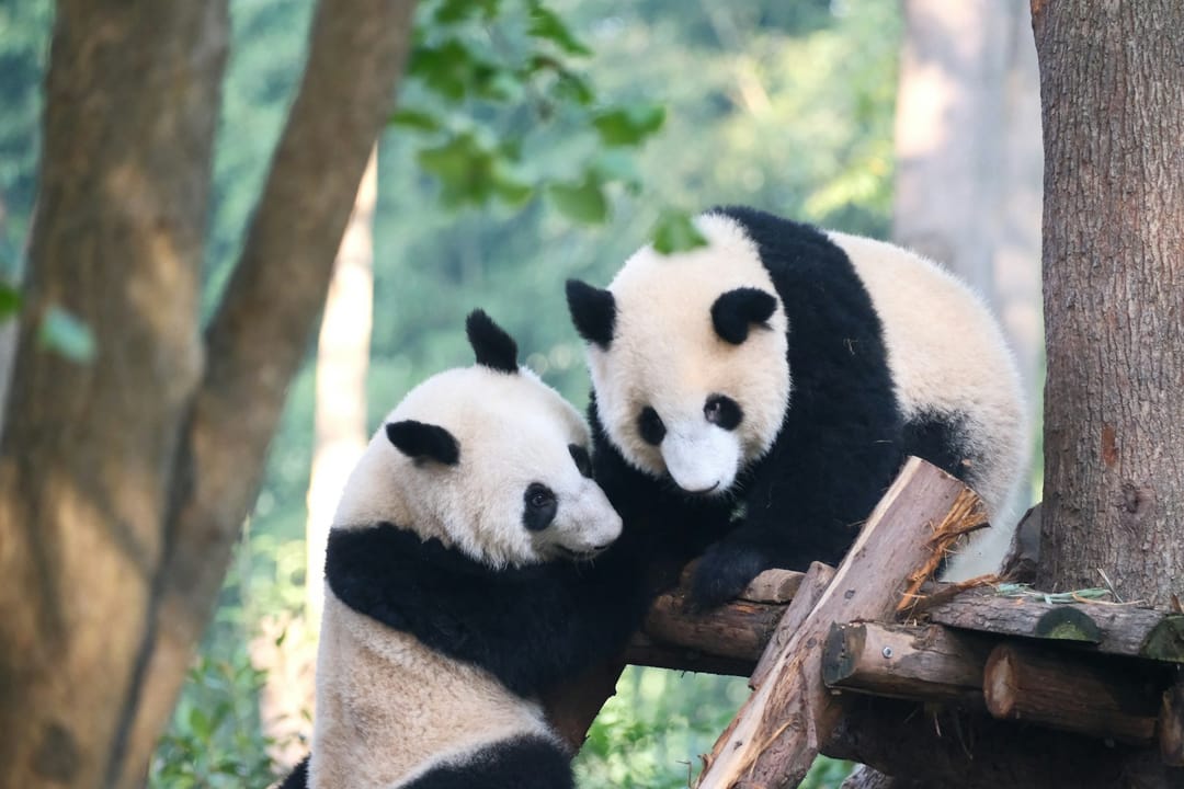 Deux jeunes pandas géants qui chahutent sur une plateforme en bois dans un enclos boisé